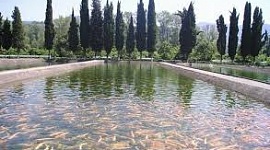 В Северной Осетии запустят завод по разведению ценных пород рыб 